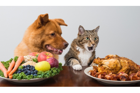 12 aliments toxiques pour chiens et chats